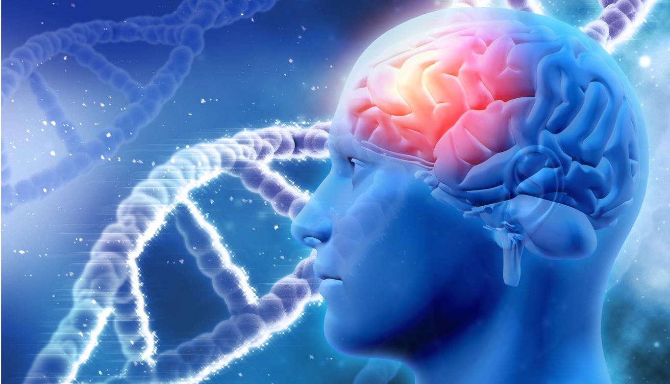 O Adulhem atua removendo os depósitos de uma proteína chamada beta-amiloide presente no cérebro de pacientes nos estágios iniciais do Alzheimer. Cient