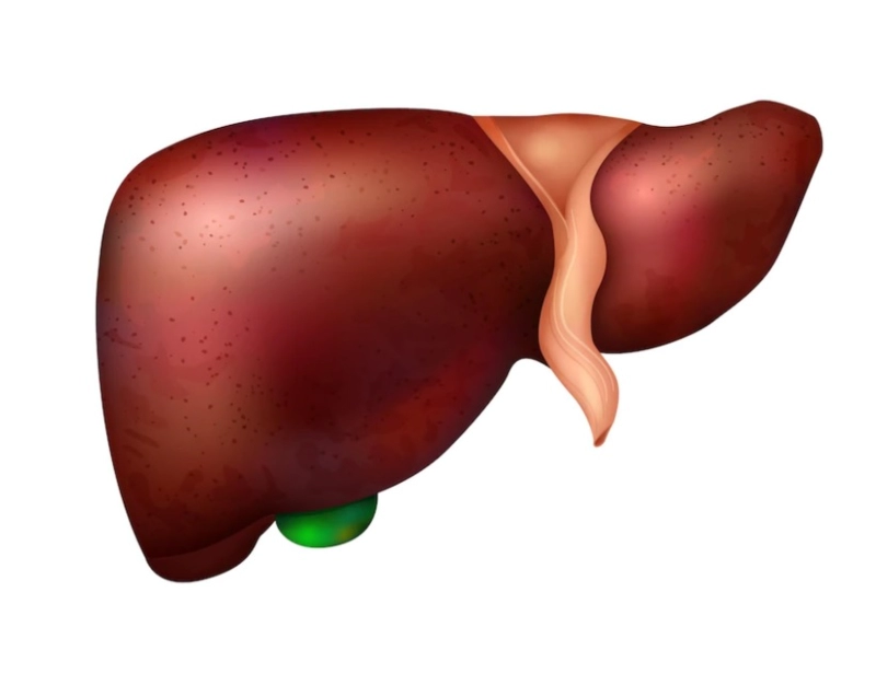 O câncer de fígado é a terceira principal causa de morte por câncer 